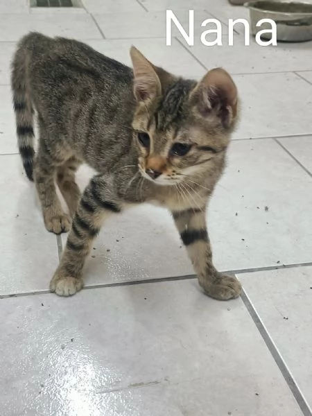 nana 3 mesi desidera una famiglia
