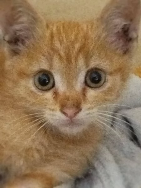 piccola e tenera gattina rossa 