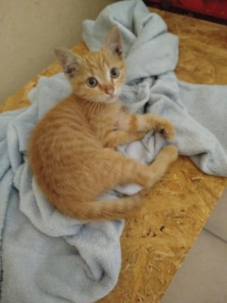 piccola e tenera gattina rossa  | Foto 1