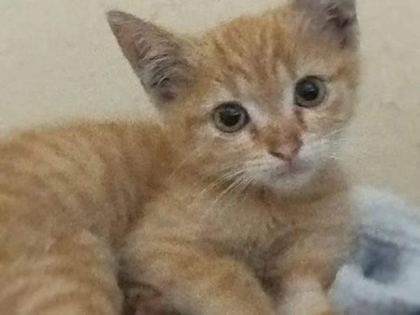 piccola e tenera gattina rossa  | Foto 0