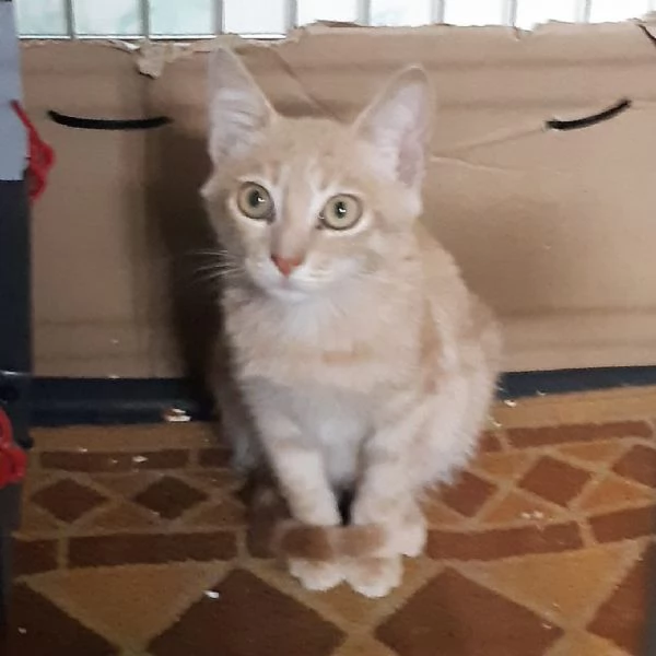 RIO un gattino speciale in cerca di amore | Foto 1