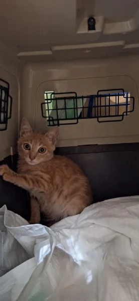 RIO un gattino speciale in cerca di amore | Foto 0