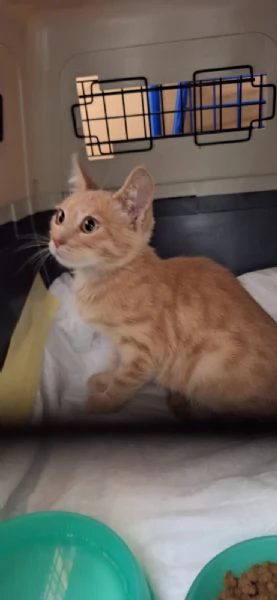 RIO un gattino speciale in cerca di amore