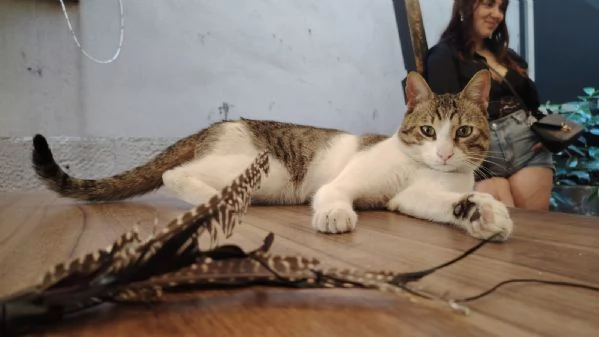 GATTO DOLCISSIMO DESIDERA AMORE