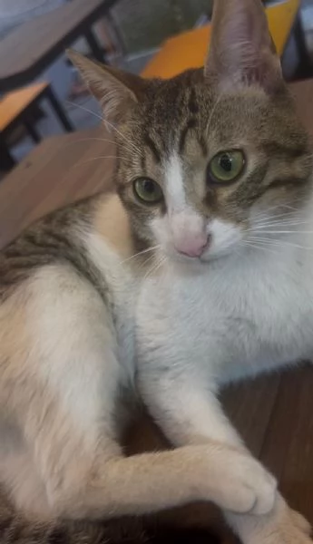 GATTO DOLCISSIMO DESIDERA AMORE | Foto 1