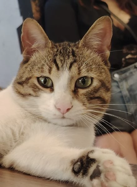 GATTO DOLCISSIMO DESIDERA AMORE | Foto 0