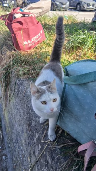 CHI MI ADOTTA CERCO AMORE