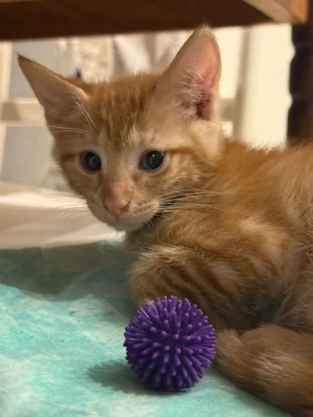 2 ADORABILI GATTINE CERCANO AMORE