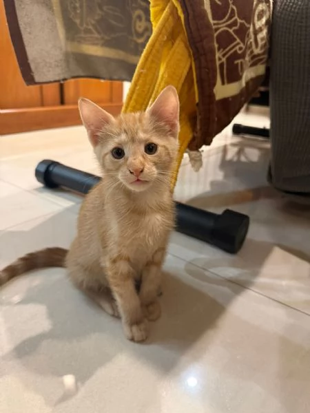 2 ADORABILI GATTINE CERCANO AMORE | Foto 4