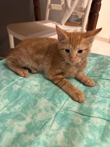 2 ADORABILI GATTINE CERCANO AMORE | Foto 3