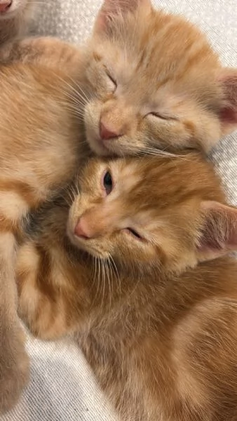 2 ADORABILI GATTINE CERCANO AMORE | Foto 2