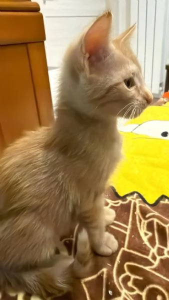 2 ADORABILI GATTINE CERCANO AMORE | Foto 1