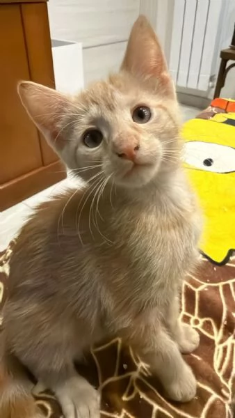 2 ADORABILI GATTINE CERCANO AMORE | Foto 0