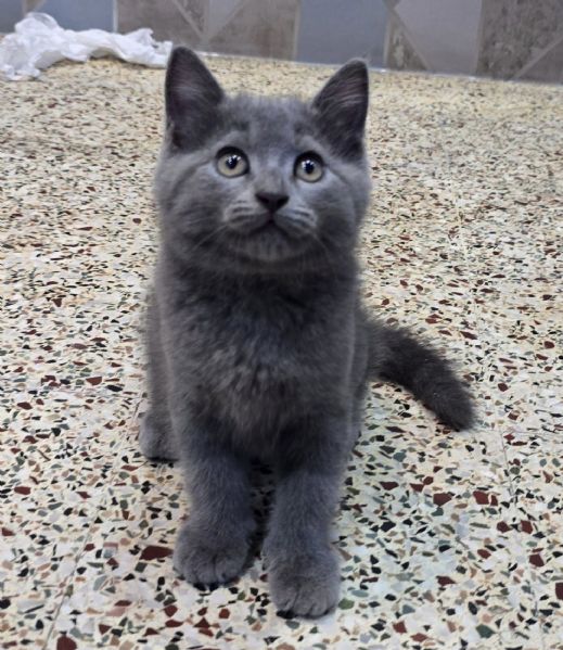 Gattini British Shorthair  Unica Occasione | Foto 0