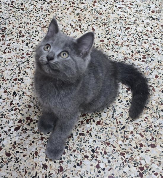 Gattini British Shorthair  Unica Occasione