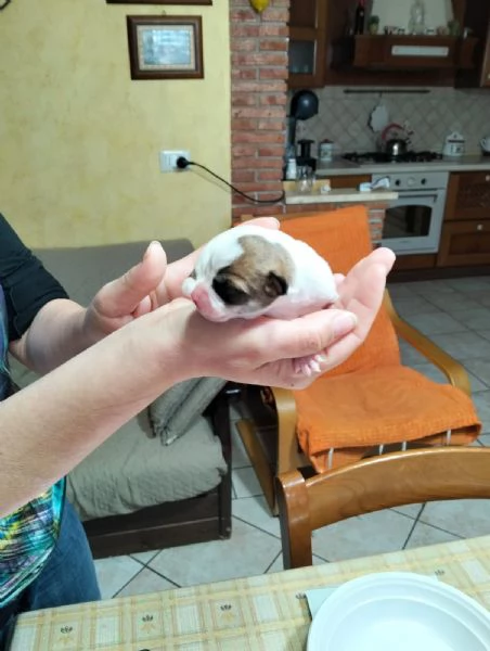 Bellissimi Chihuahua maschi | Foto 6