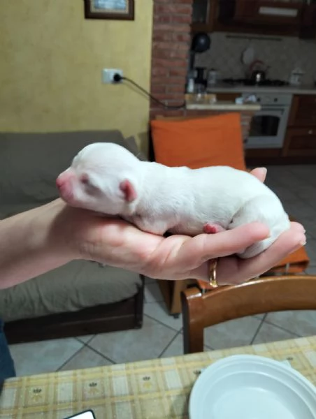 Bellissimi Chihuahua maschi | Foto 5