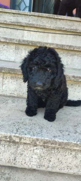 Barboncino | Foto 0