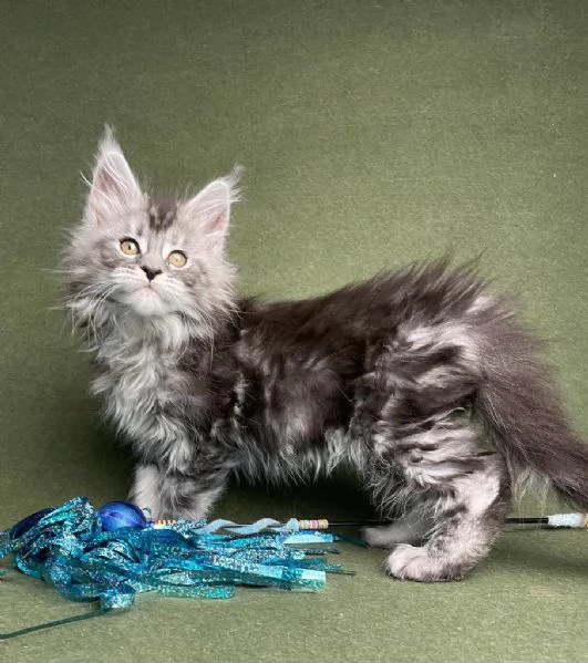 Due Cuccioli Main Coon | Foto 0
