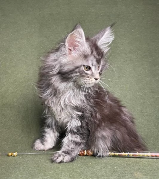 Due Cuccioli Main Coon