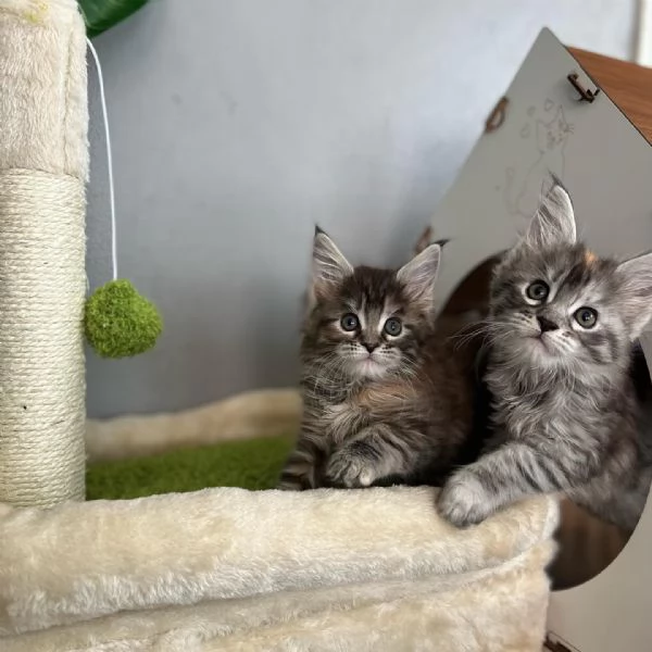Cuccioli Maine Coon maschi e femmine | Foto 0