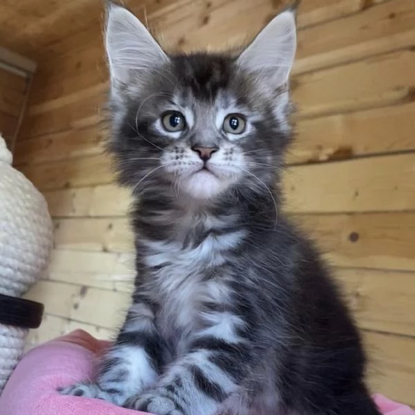 Maine Coon Gattini di Razza Purezza Disponibili Subito