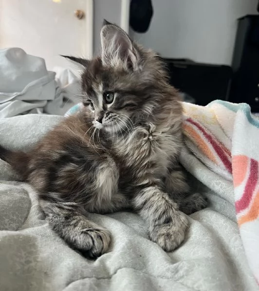 GATTINI MAINE COON  Unico | Foto 0