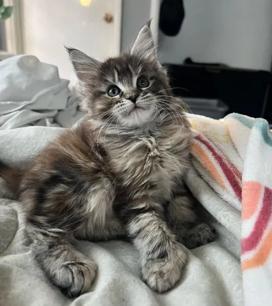 GATTINI MAINE COON  Unico