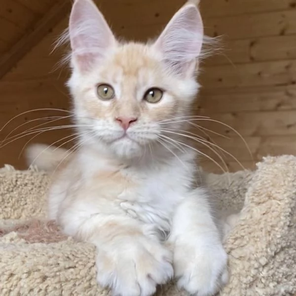 Maine Coon Gattini di Razza Purezza Disponibili Subito