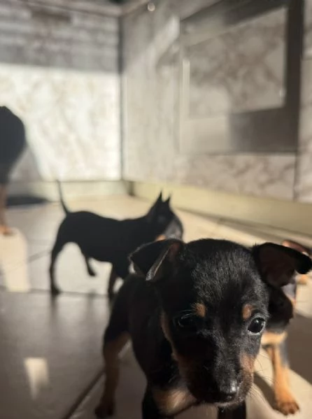 Dolcissimi cuccioli di Pinscher Toy di pura razza  Cercano casa