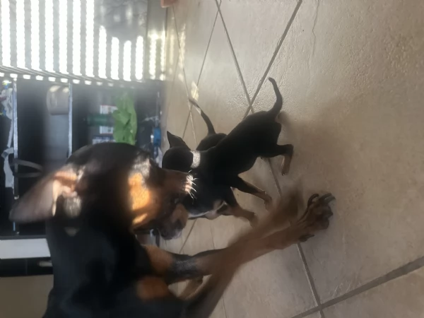 Dolcissimi cuccioli di Pinscher Toy di pura razza  Cercano casa | Foto 2