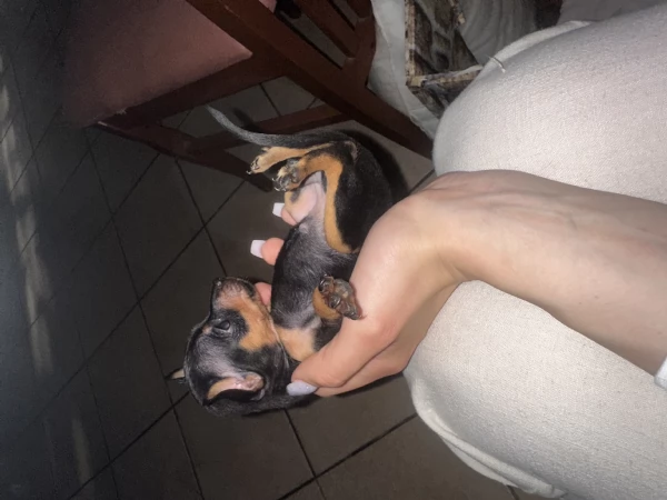 Dolcissimi cuccioli di Pinscher Toy di pura razza  Cercano casa | Foto 0