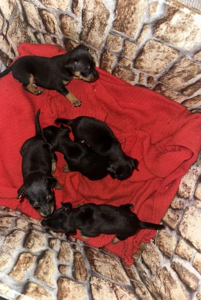    Dolcissimi cuccioli di Pinscher Toy di pura razza  Cercano casa | Foto 2