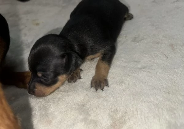    Dolcissimi cuccioli di Pinscher Toy di pura razza  Cercano casa | Foto 1