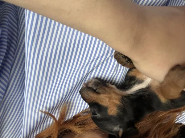    Dolcissimi cuccioli di Pinscher Toy di pura razza  Cercano casa | Foto 0