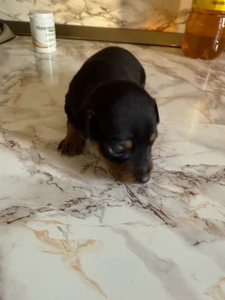    Dolcissimi cuccioli di Pinscher Toy di pura razza  Cercano casa