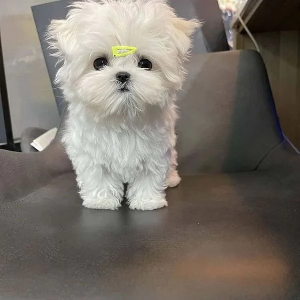 Cuccioli di Maltese per una nuova casa | Foto 2