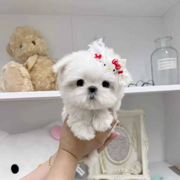 Cuccioli di Maltese per una nuova casa | Foto 0