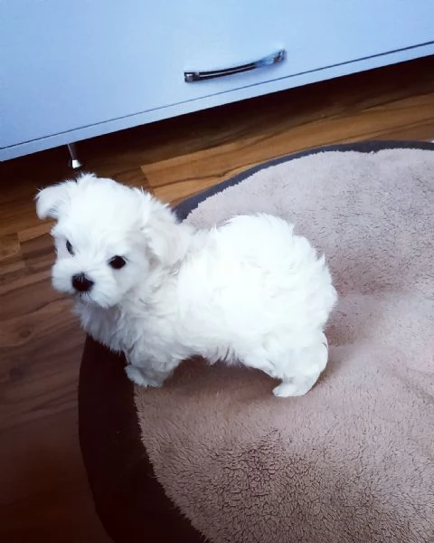 CUCCIOLI MALTESE TOY | Foto 0