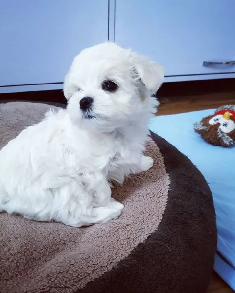 CUCCIOLI MALTESE TOY