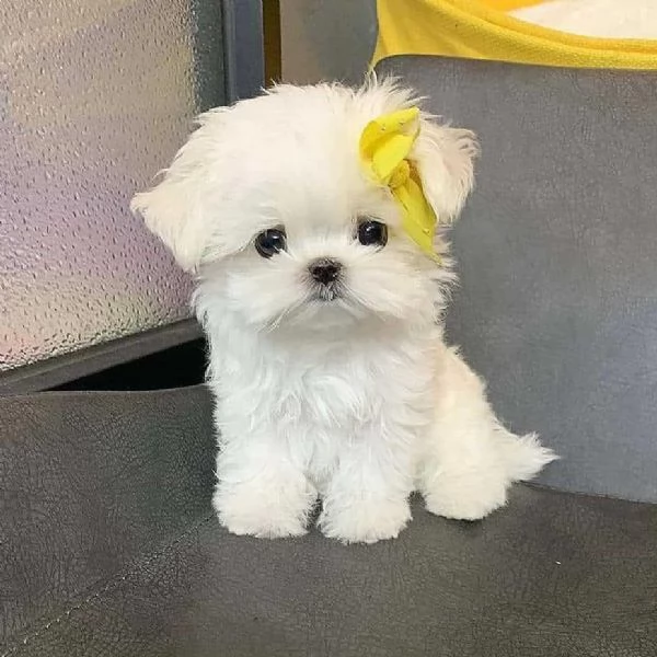 Maltesei cuccioli maschio e femmina