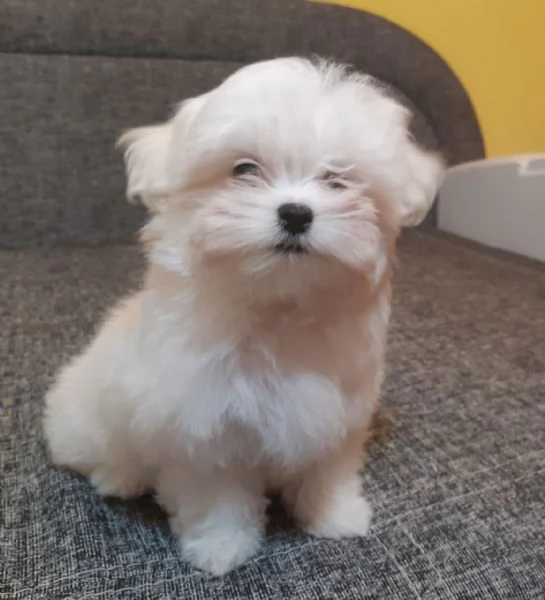 Due deliziose cucciole Maltese | Foto 0