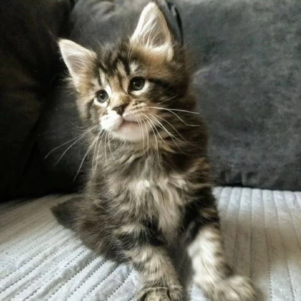Gatti maine coon