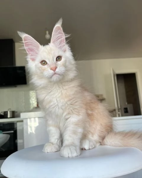 Maine Coon cuccioli pedigree