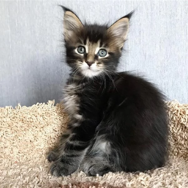 Maine Coon cuccioli | Foto 2