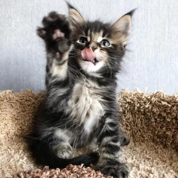 Maine Coon cuccioli | Foto 0