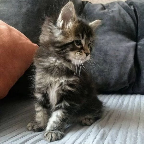 Gattini Maine CoonAmorevoli e Giocherelloni