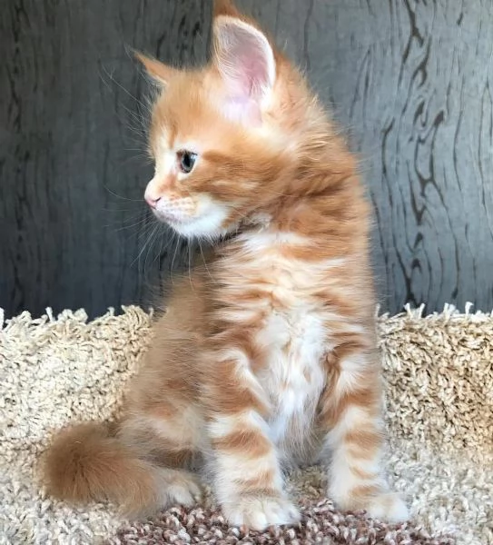 Cucciola di razza Maine Coon | Foto 0
