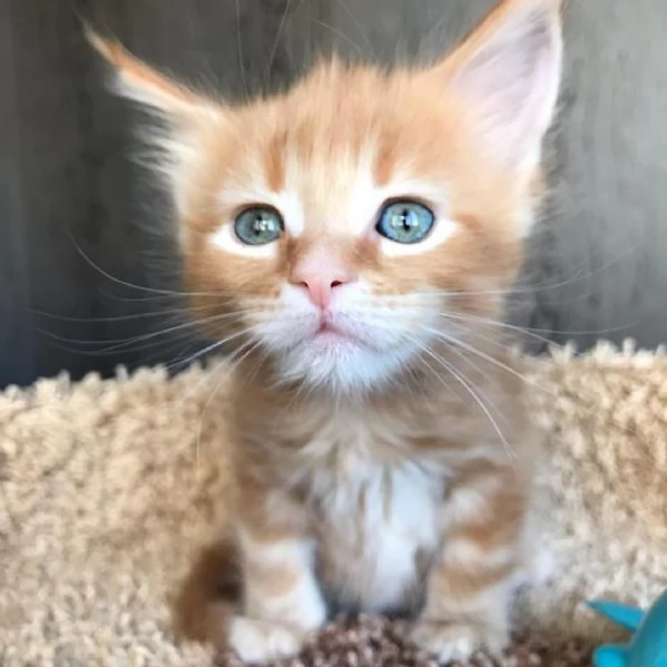 Cucciola di razza Maine Coon