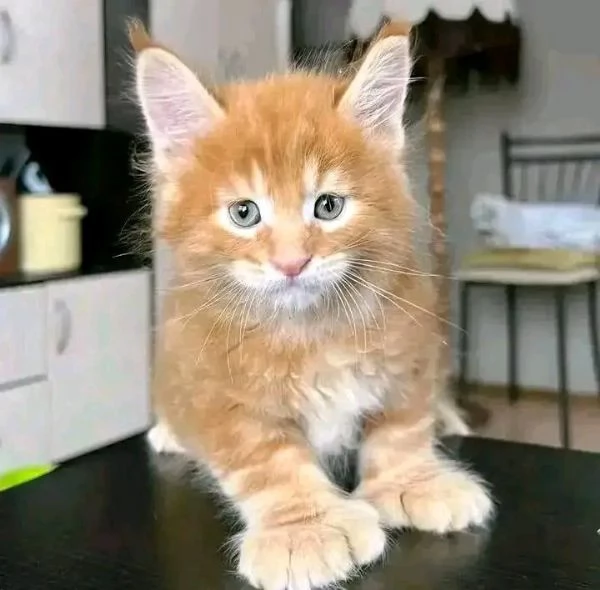 Cuccioli Maine Coon maschi e femmine | Foto 0